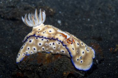 Tryon 'un Hypselodoris, Hypselodoris tryoni (İmparator Karides Zenopontonia rex)