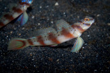 Çapraz Karides-Goby Amblyeleotris köşegeni