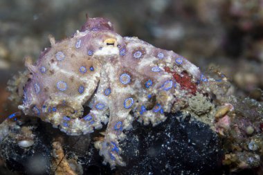 Mavi halkalı ahtapot Hapalochlaena lunulata