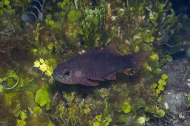 Sarı gözlü Kardinalbalığı Ostorhinchus monospilus