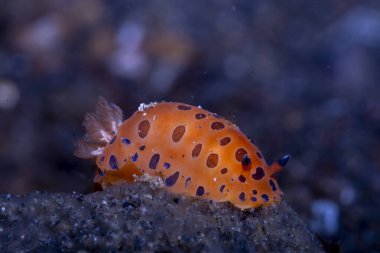 Dendrodoris Guttata Çıplaklık, Lembeh Endonezya