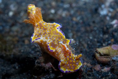 Birçok logged Ceratosoma çıplak dalışı