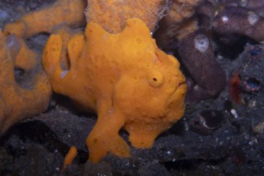 Boyalı kurbağa balığı Antennarius pictus