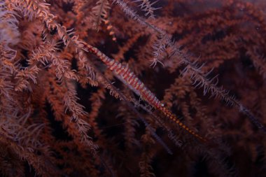 Testere Bıçaklı Karides Tozeuma armatumu