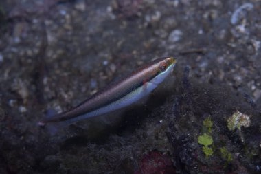 Cutribbon Wrasse Stethojulis kesintisi