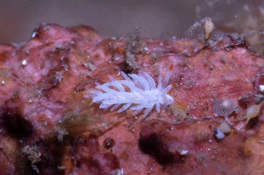 Çıplak Cins Tenellia, Lembeh Endonezya