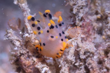 Pikachu Çıplak Dalı (Thecacera pasifica)