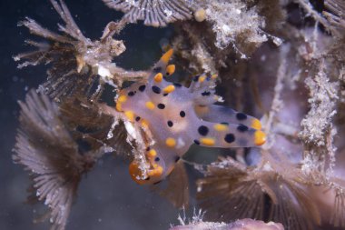 Pikachu Çıplak Dalı (Thecacera pasifica)