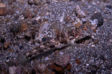 Fan Shrimpgoby Tomiyamichthys latruncularius