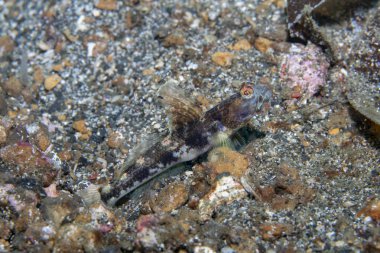 Fan Shrimpgoby Tomiyamichthys latruncularius