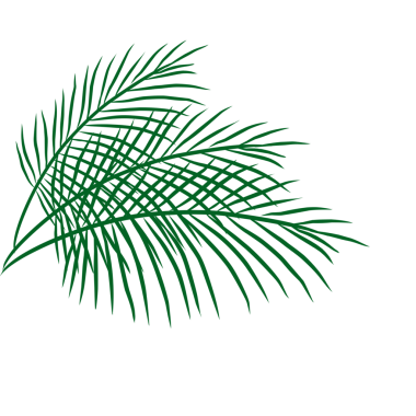 Yaz palmiyesi çizim yapar