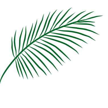 Yaz palmiyesi çizim yapar