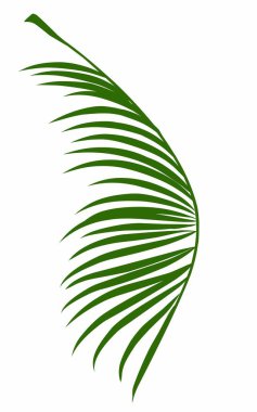 Yaz palmiyesi çizim yapar