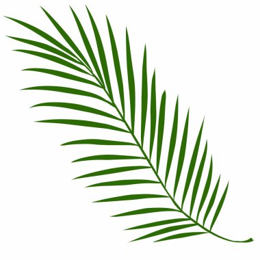 Yaz palmiyesi çizim yapar