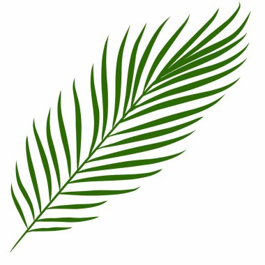 Yaz palmiyesi çizim yapar