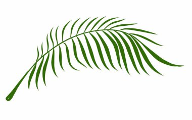 Yaz palmiyesi çizim yapar