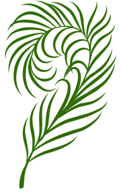 Yaz palmiyesi çizim yapar