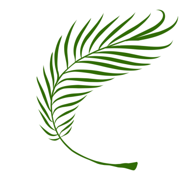 Yaz palmiyesi çizim yapar