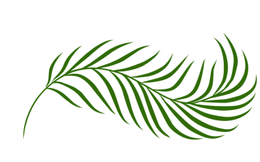 Yaz palmiyesi çizim yapar