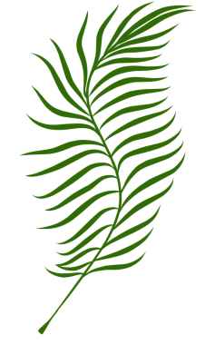 Yaz palmiyesi çizim yapar