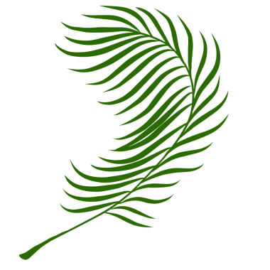 Yaz palmiyesi çizim yapar