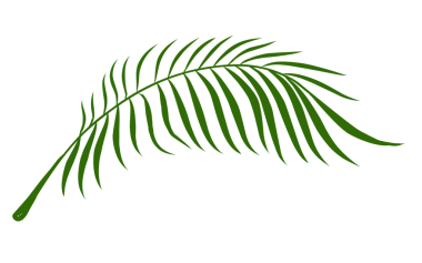 Yaz palmiyesi çizim yapar