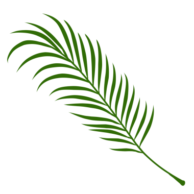 Yaz palmiyesi çizim yapar