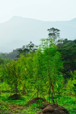 Esrar, kenevir, kenevir, marihuana tarlası. Doğal tarım, sativa ya da indica narkotik tarımı. Yabani bitki sağlık için yasallaşır, ot ot cannabidiol cbd petrol.