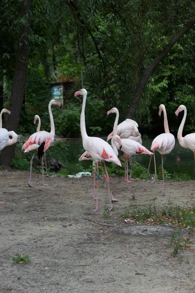 Flamingos Zoológico — Fotografia de Stock