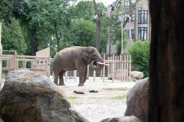 Hayvanat bahçesindeki bir filin fotoğrafı