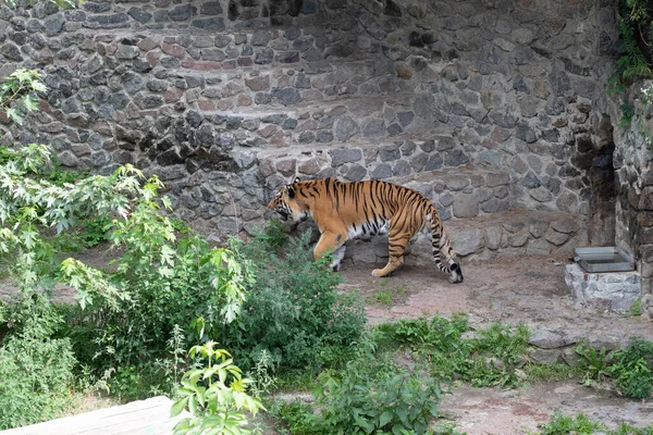 Foto Tigre Zoológico — Fotografia de Stock