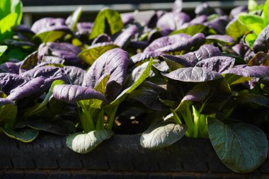Mor Bok Choy 'un nefis bir yemeği var..