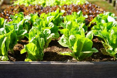 Yeşillik çünkü marul ekme sahasında..