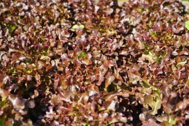 Red Oak Marul veya Lactuca sativa tarlalarda yetişir..