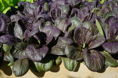 Mor Bok Choy 'un nefis bir yemeği var..