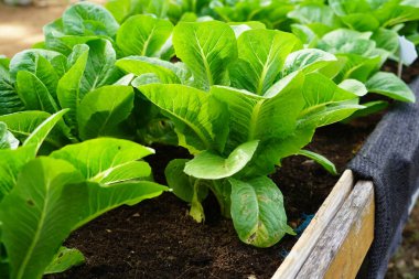 Yeşillik çünkü marul ekme sahasında..