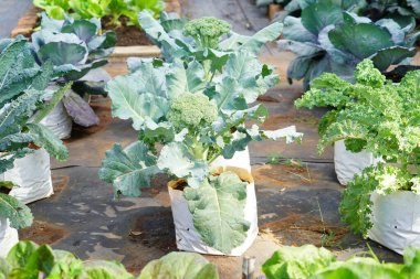 Lacinato Kale tarlada büyüdü..