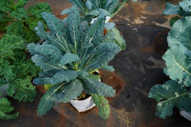 Lacinato Kale tarlada büyüdü..