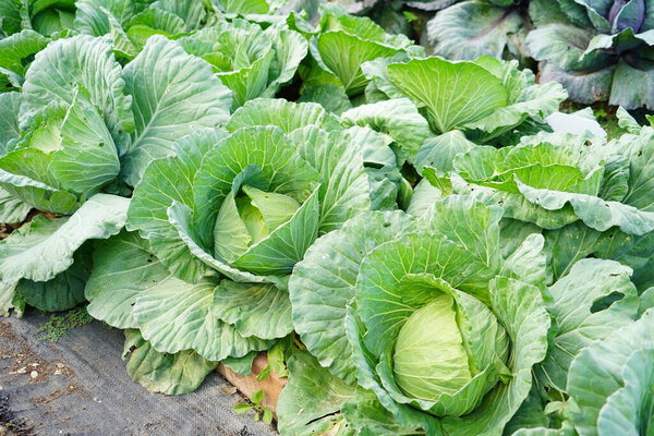 Green background with cabbage leaves.