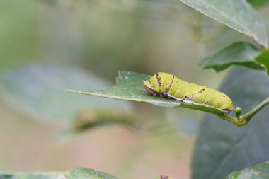Küçük bir tırtıl limon yaprakları yiyor..