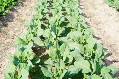 Lacinato Kale tarlada büyüdü..