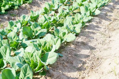 Lacinato Kale tarlada büyüdü..