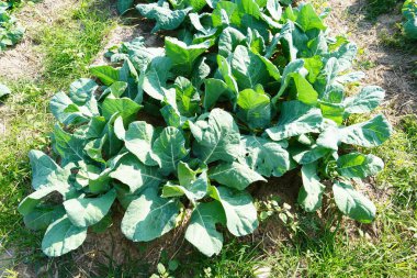 Lacinato Kale tarlada büyüdü..