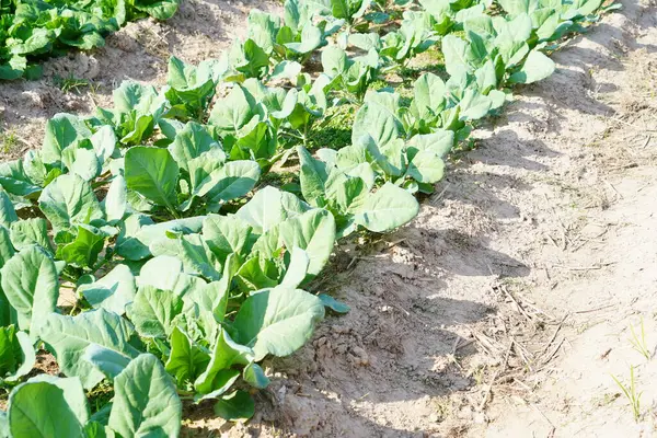 Lacinato Kale tarlada büyüdü..