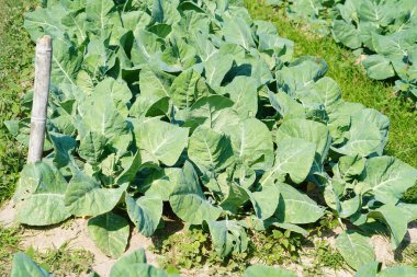 Üst görünümde yeşil lahana arkaplanı.