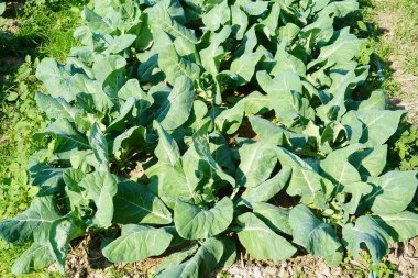 Üst görünümde yeşil lahana arkaplanı.