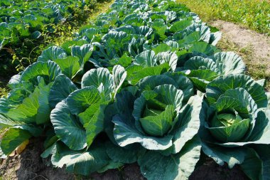 Üst görünümde yeşil lahana arkaplanı.