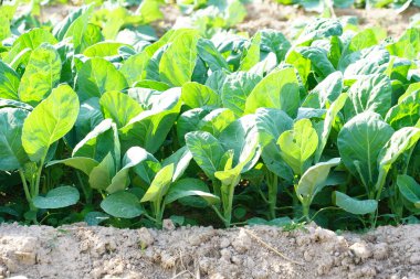 Kale toprağa ekildi, üst manzara....