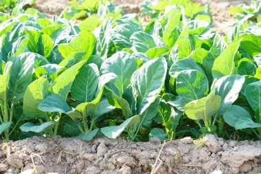 Kale toprağa ekildi, üst manzara....