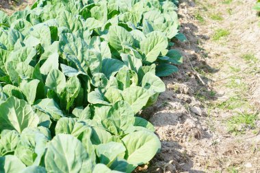 Kale toprağa ekildi, üst manzara....